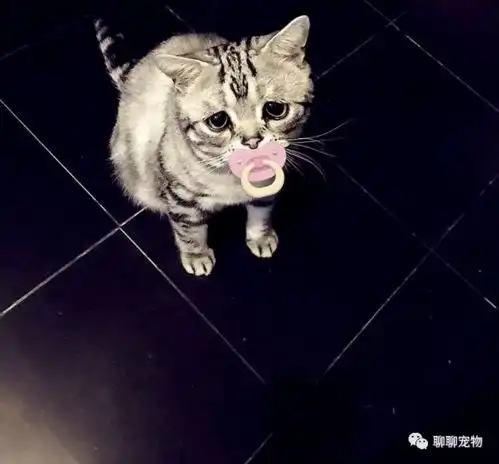 这可能是世界上最伤心的猫了,看着心疼呢
