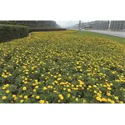节日花卉西藏节日花卉青州君诚花卉苗木
