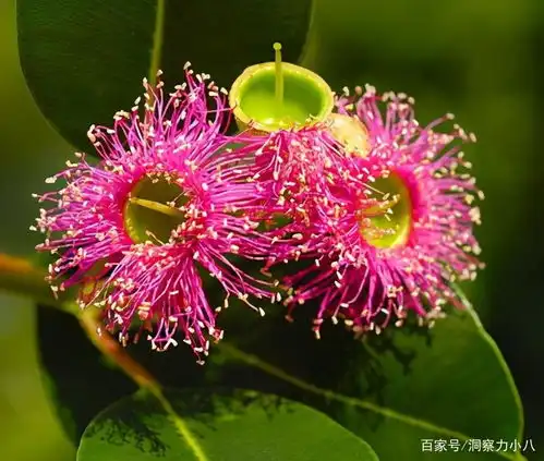这三种花都是喜水大户,遇水易疯长,从三月绽放到十一月