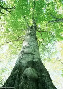苍天大树1085苍天大树图绿色风景图风景全集图库