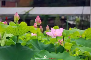 福建大田荷花绽放,别样红