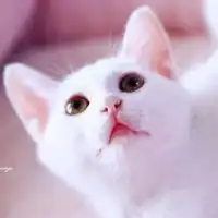 呆萌可爱的猫咪图片头像超萌的猫