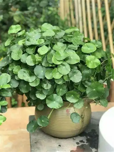 11种旺财花,春天会苏醒,入手最合适,聚财又旺家