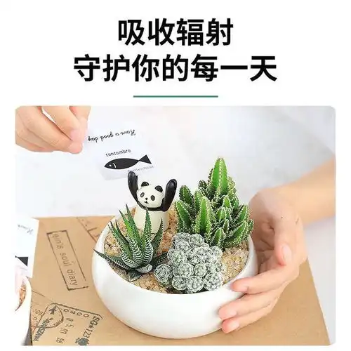 防辐射的绿植推荐吊兰芦荟仙人掌君子兰