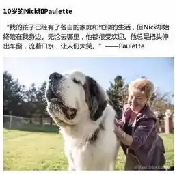 看完这些晚年狗狗和主人的瞬间闻闻窝宠物app