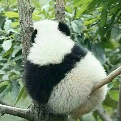 2021最新版微信很可爱的熊猫头像很有个性的微信头像大全