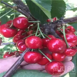 樱桃小苗一棵多少钱-黄页88网