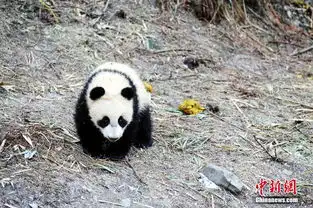 三只熊猫幼崽参与野化培训耍宝卖萌样样不缺