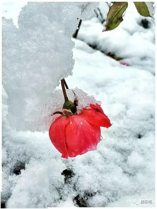 下雪啦康乐县2020年深秋的第一场雪来了