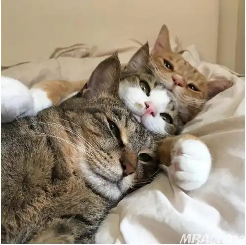选粮攻略超用心猫粮性价比推荐