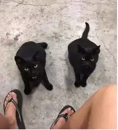 男子乘凉跑来一只流浪小黑猫,好心给它喂食,结果全家人都来了