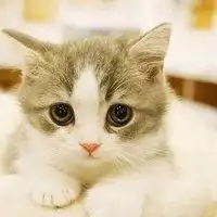 猫系头像个性网微信头像图片大全
