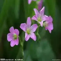 双手捧野花微信头像微信头像图片大全