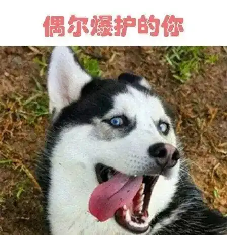 狗狗版钓鱼表情包,值得收藏