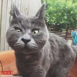 惊讶猫走红网络因脑积水导致失明