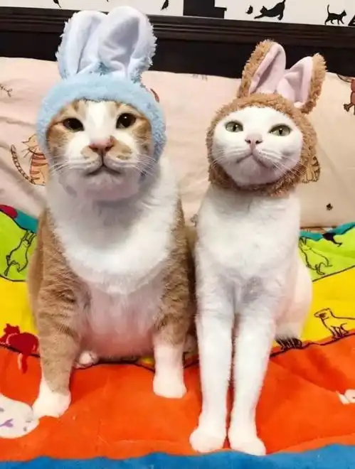 这只猫没有任何表情,却成了最火的表情包