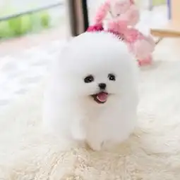 图天津出售纯种博美俊介幼犬茶杯子博美迷你型博美活体天津宠物狗