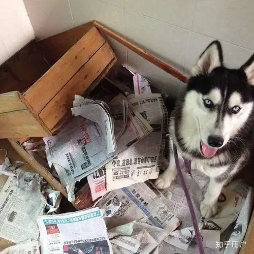 上班族不适合养什么狗