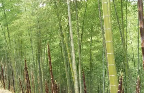 青青翠竹兴农富民