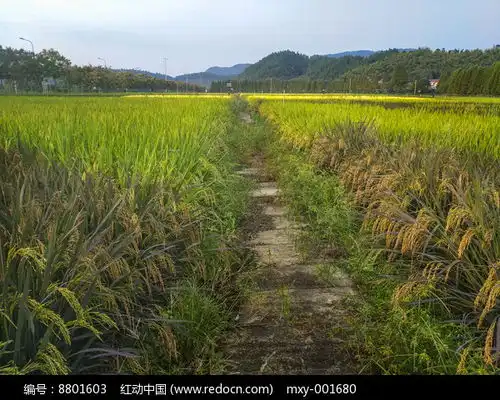 远山稻田高清图片下载红动网