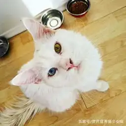 超爱撒娇的缅因猫,就算变成大猫依然喜欢给主人抱抱