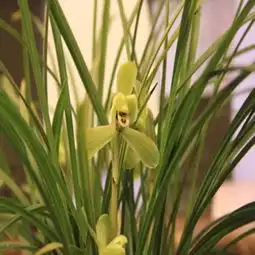 兰花图片,兰花图片大全