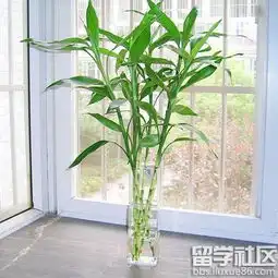 富贵竹的水养殖方法