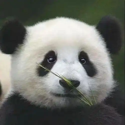 头像脸皮才是人身体上最神奇的一部分在有些人那可大可小可厚可薄甚至可有可无
