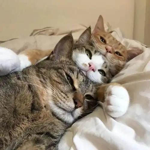 猫咪是否需要另一只猫的陪伴