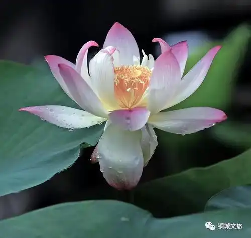 兰州出发1.5h车程这里荷花已盛开,美爆了
