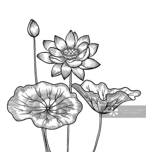 插画