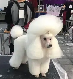 做宠物美容是不是很难很累