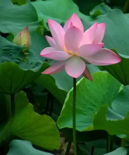4月中旬开始,4属相时来运转,事业步步高升,财源广进,日子红火