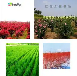 榆叶梅28cm直销中江苏省沭阳县绿之梦绿化公司