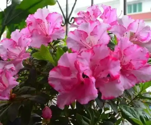 土豪都养4种花,镇宅又旺运,花香易打理,养在客厅美极了