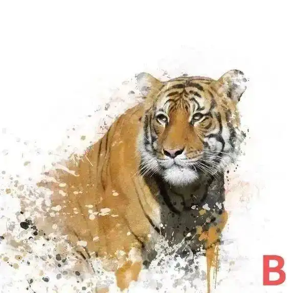你觉得哪个老虎是深林之王,测测你今年的财运