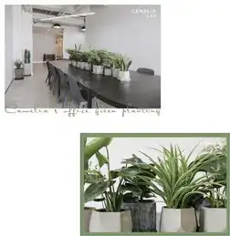 用这些时髦好看的绿植让家更有格调