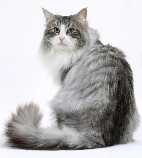 普京给安倍的回礼是猫中的战斗机,威武霸气的西伯利亚森林猫