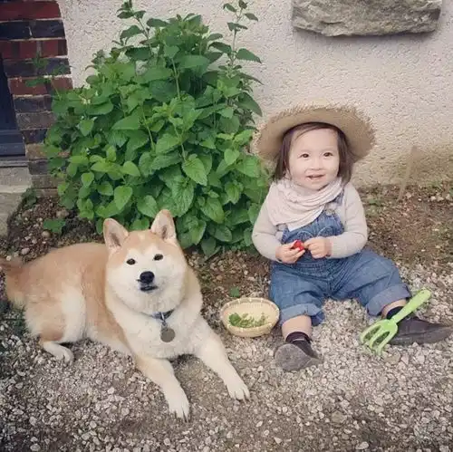 洞见萌化了3岁混血小萝莉走红,只凭一只胖柴犬
