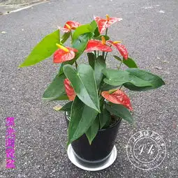 图北京西路西康路开业乔迁花篮植物花卉租赁租摆上海鲜花绿植