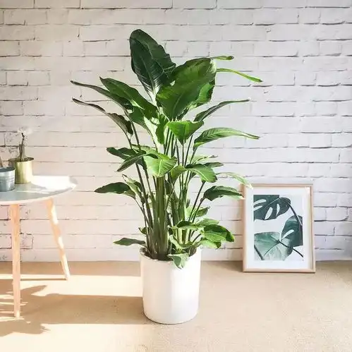 花小钱来的高级感,ins网红拍照必备这10样宝贝