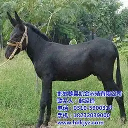 凯金养驴场顶呱呱隆尧养驴场养驴场品牌