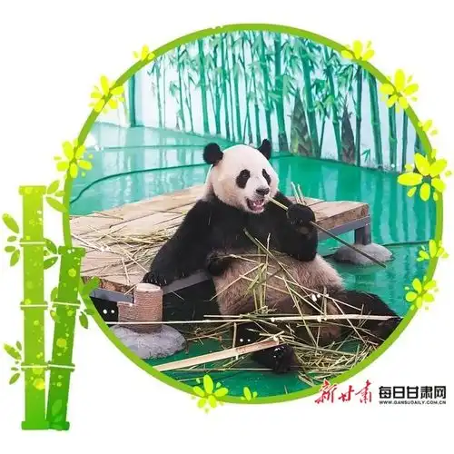 大熊猫在兰生活巴适得很兰州野生动物园大熊猫馆探馆见闻