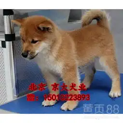 北京黄页88网
