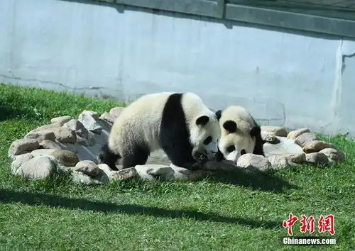 长春熊猫姐妹卖萌