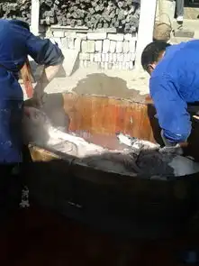 过徽州年杀皖南黑猪