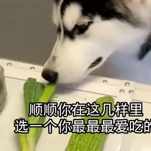 二哈面对苦瓜,脚丫子和大葱时的兴奋劲,差点把主人都笑喷了
