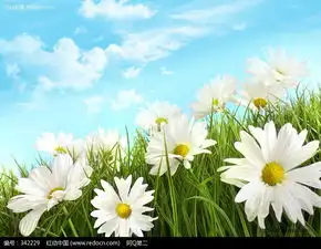 天空下草地上的野菊花图片免费下载编号342229红动网
