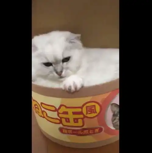 这才是大家心中的猫罐头