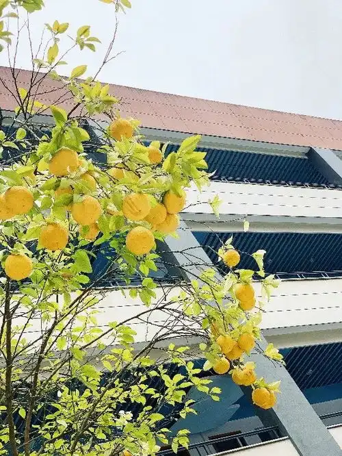 西湖学子春风已绿校园中,早晚复相逢